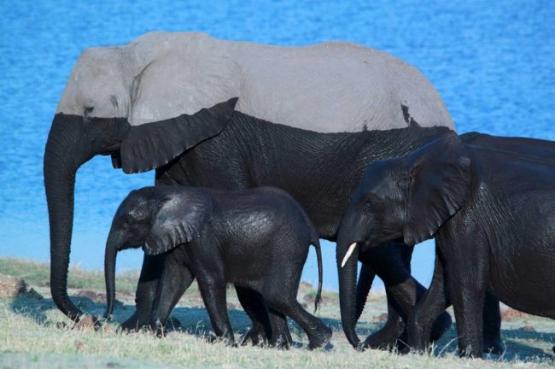 Это слоны после купания