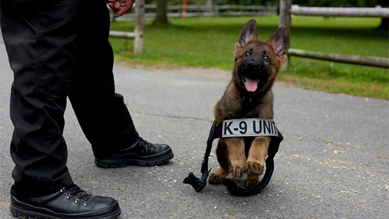 30 раз, когда щенки пытались действовать жёстко, как полицейские собаки, но выглядели очень мило